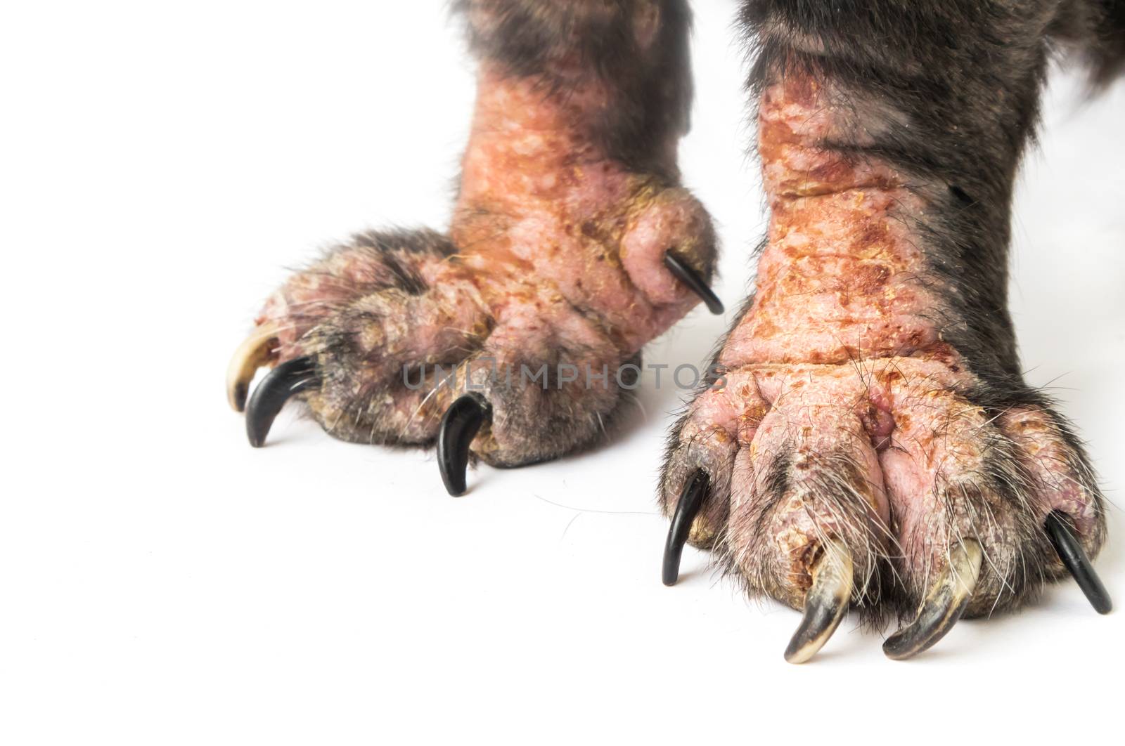 Closeup legs of dog sick leprosy skin problem with white backgro by pt.pongsak@gmail.com