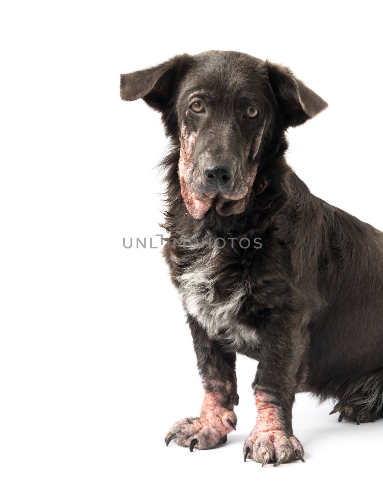 Dog sick leprosy skin problem with white background