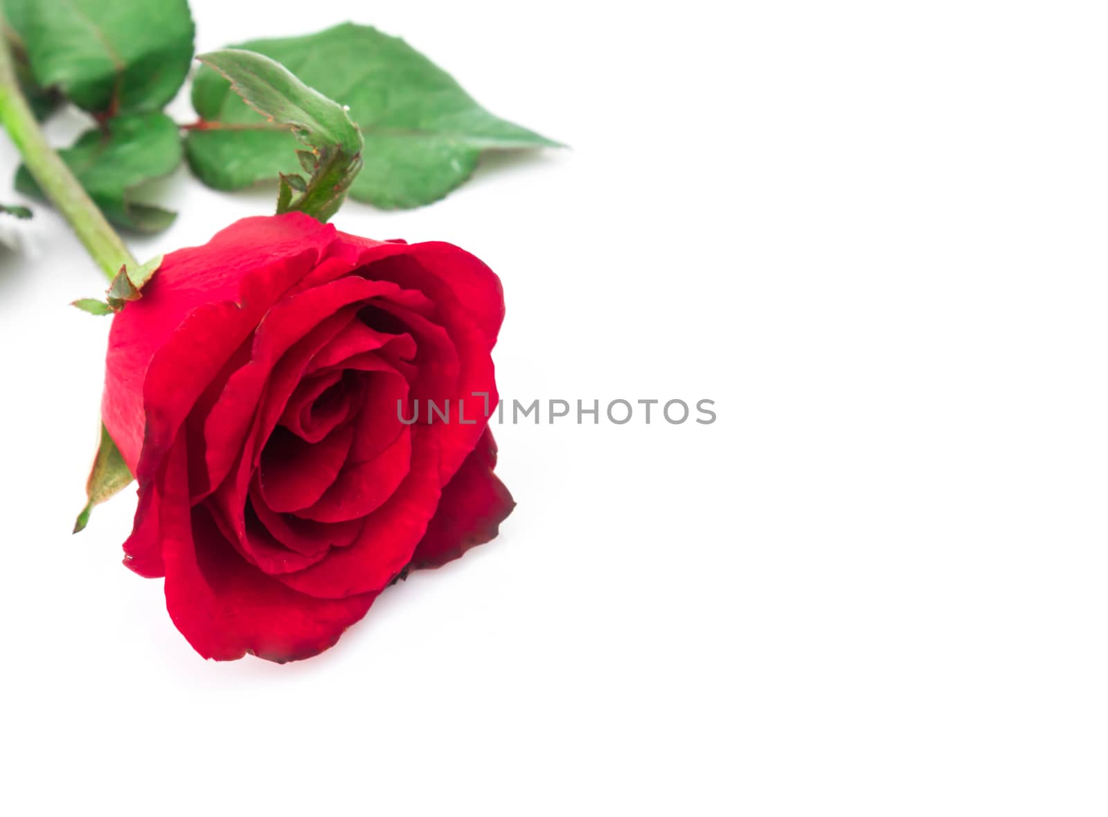 Closeup red rose color on white background, love and romantic concept, selective focus