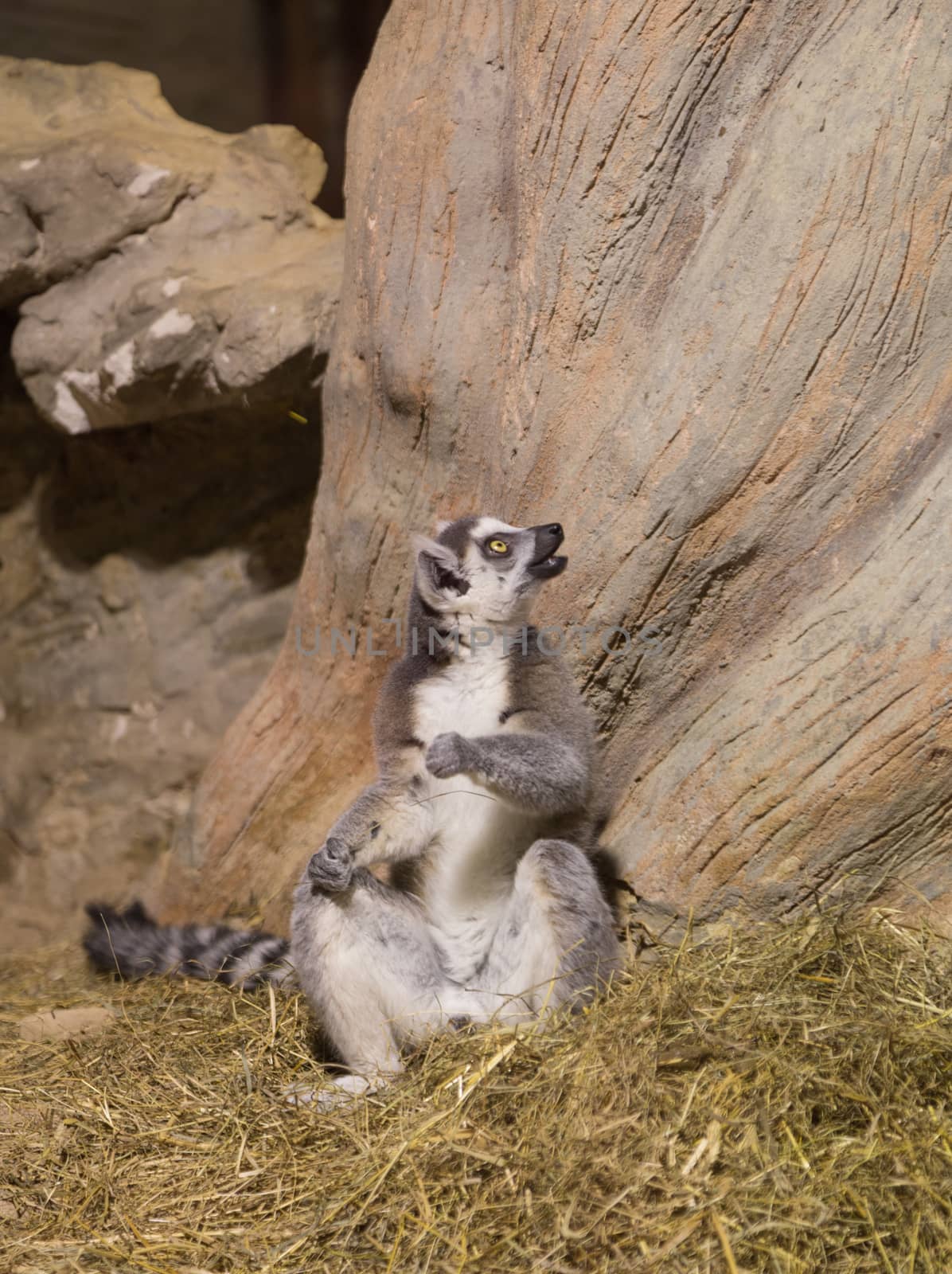 Lemur funny african animal mammal Madagascar