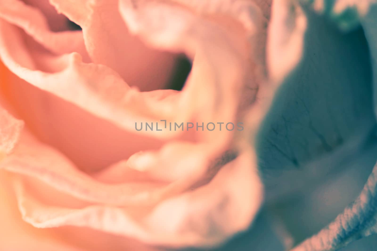 macro shoot of pink rose. toned image