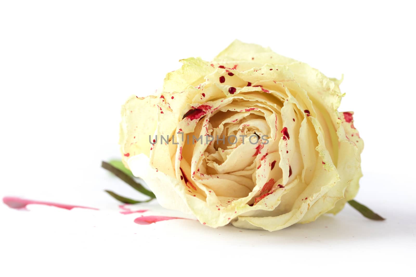 white rose in blood on white background. not isolated