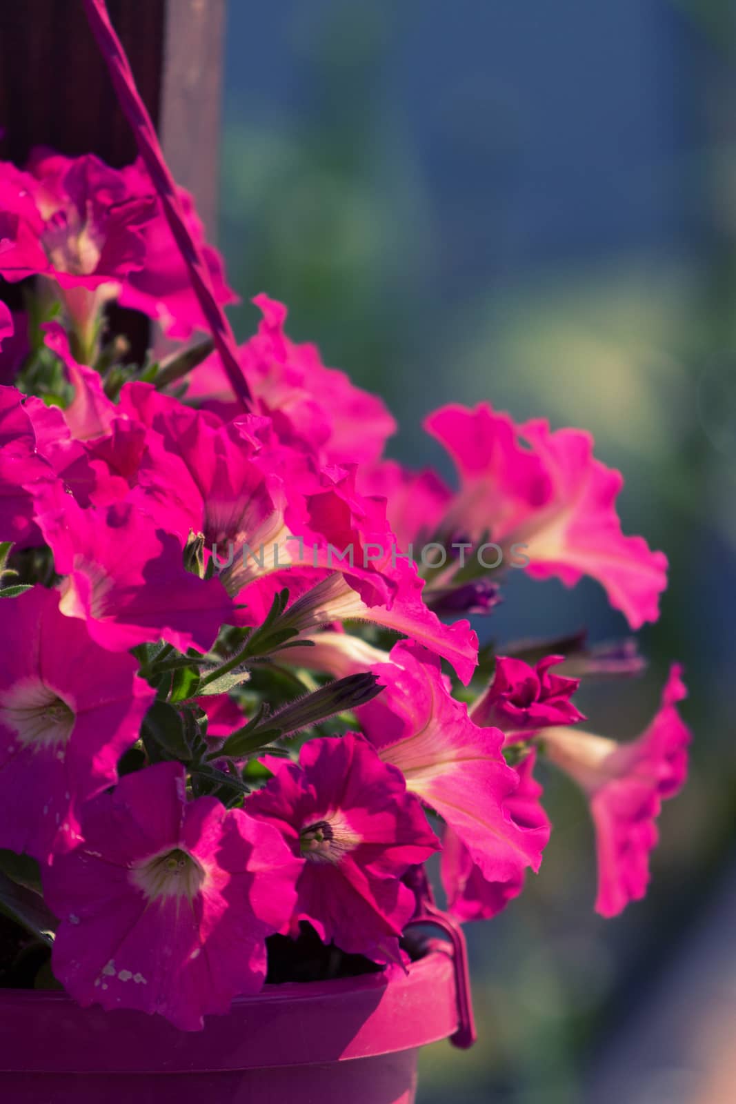 beautiful flower ornament decoration on street outdoors, modern town