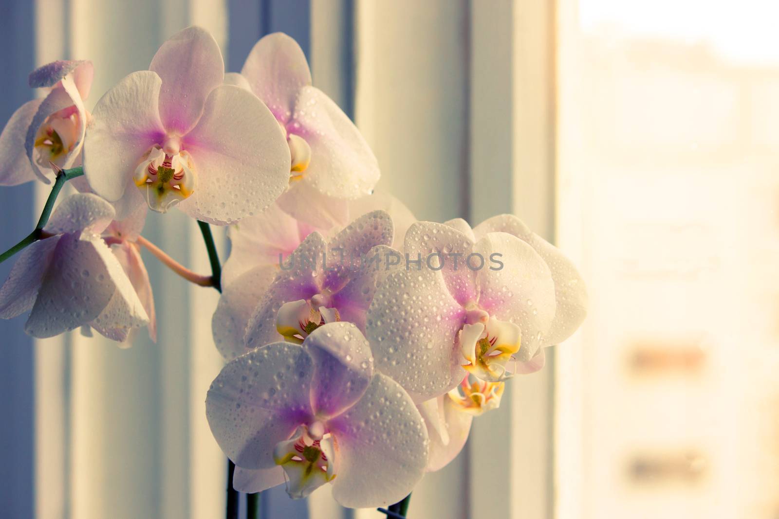 orchid flower on a window. copy space