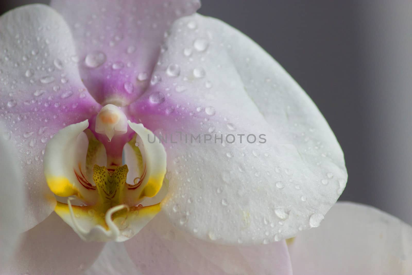 Water drops falling on white orchid by liwei12
