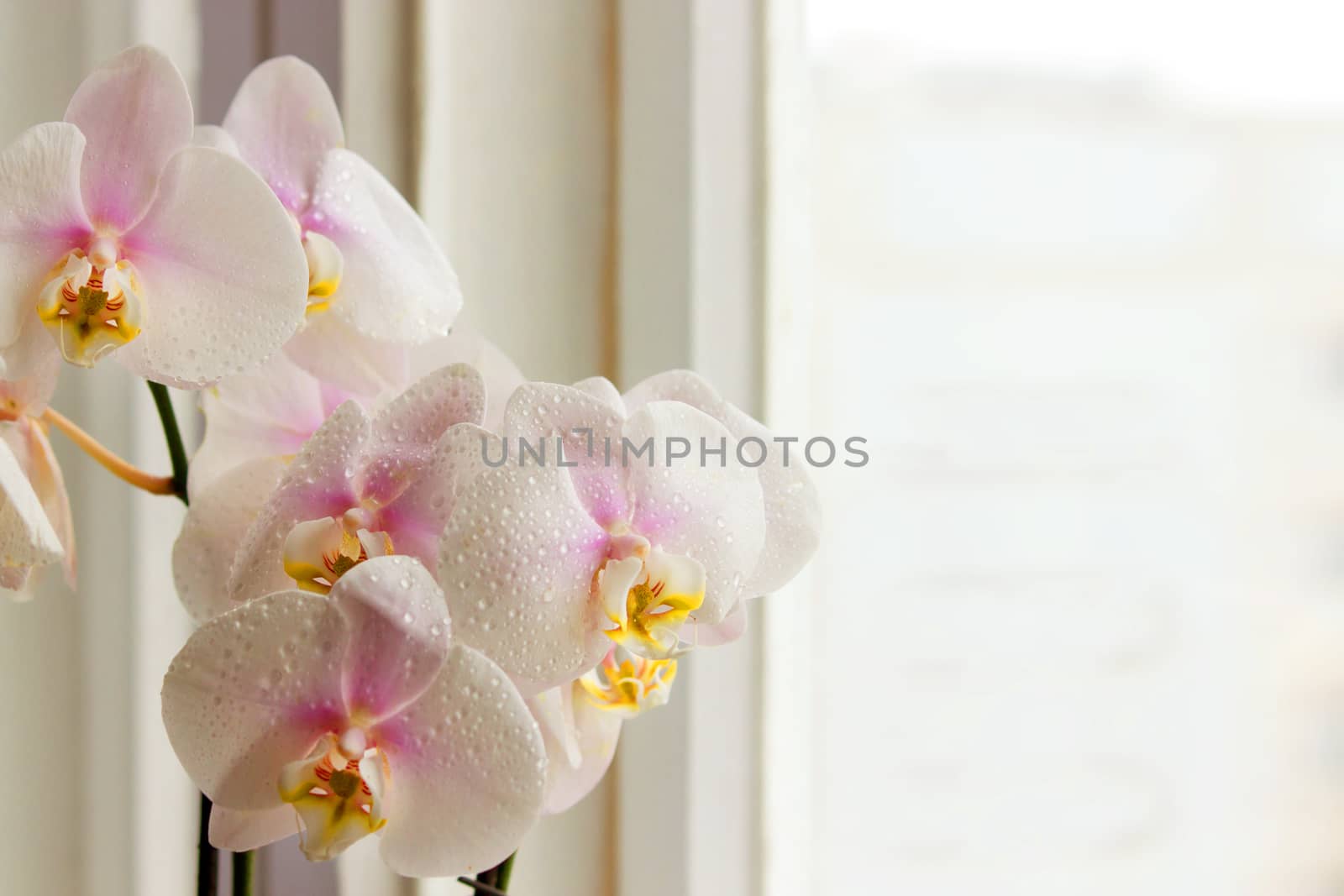 orchid flower on a window. copy space