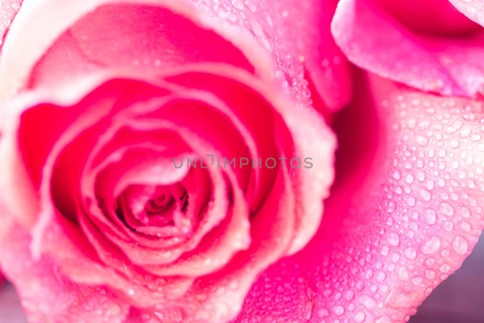 close up beautiful rose with water drops