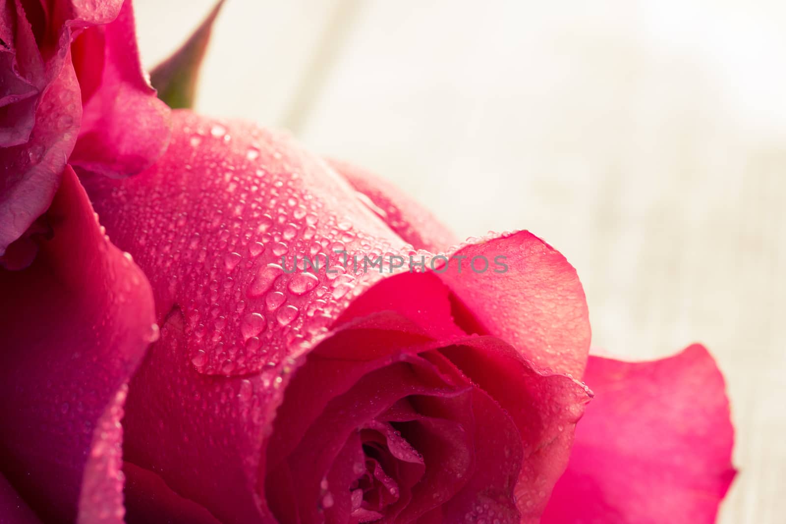 close up beautiful rose with water drops