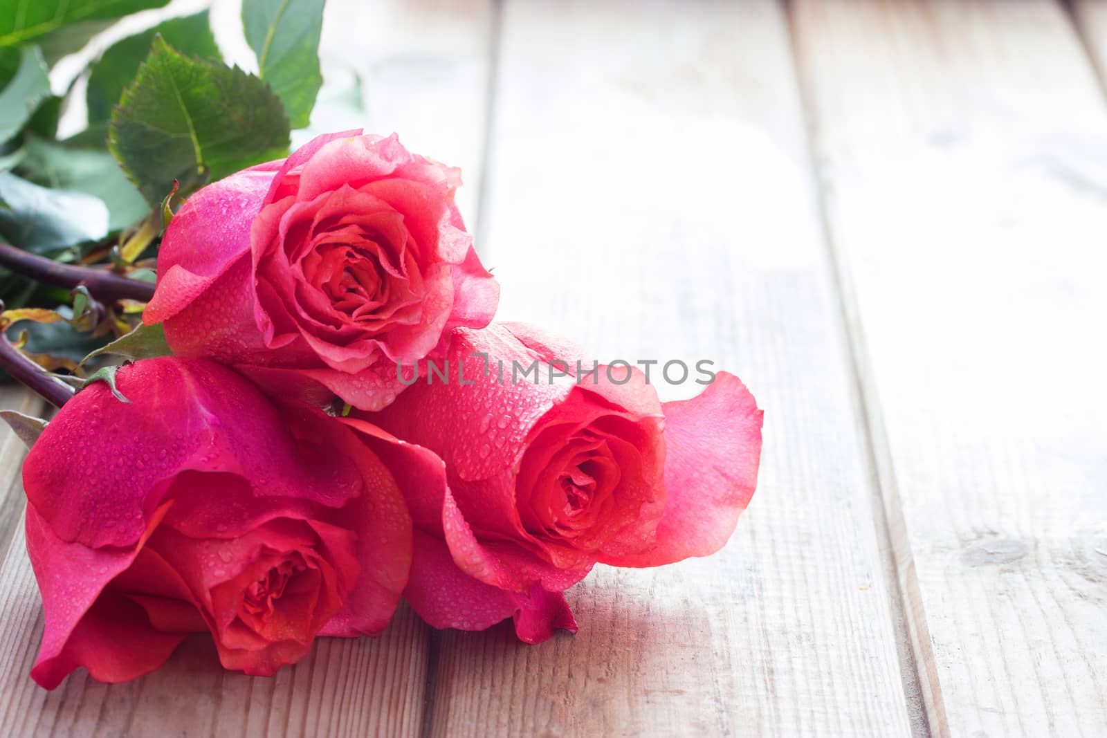 beautiful pink roses on table. copy space