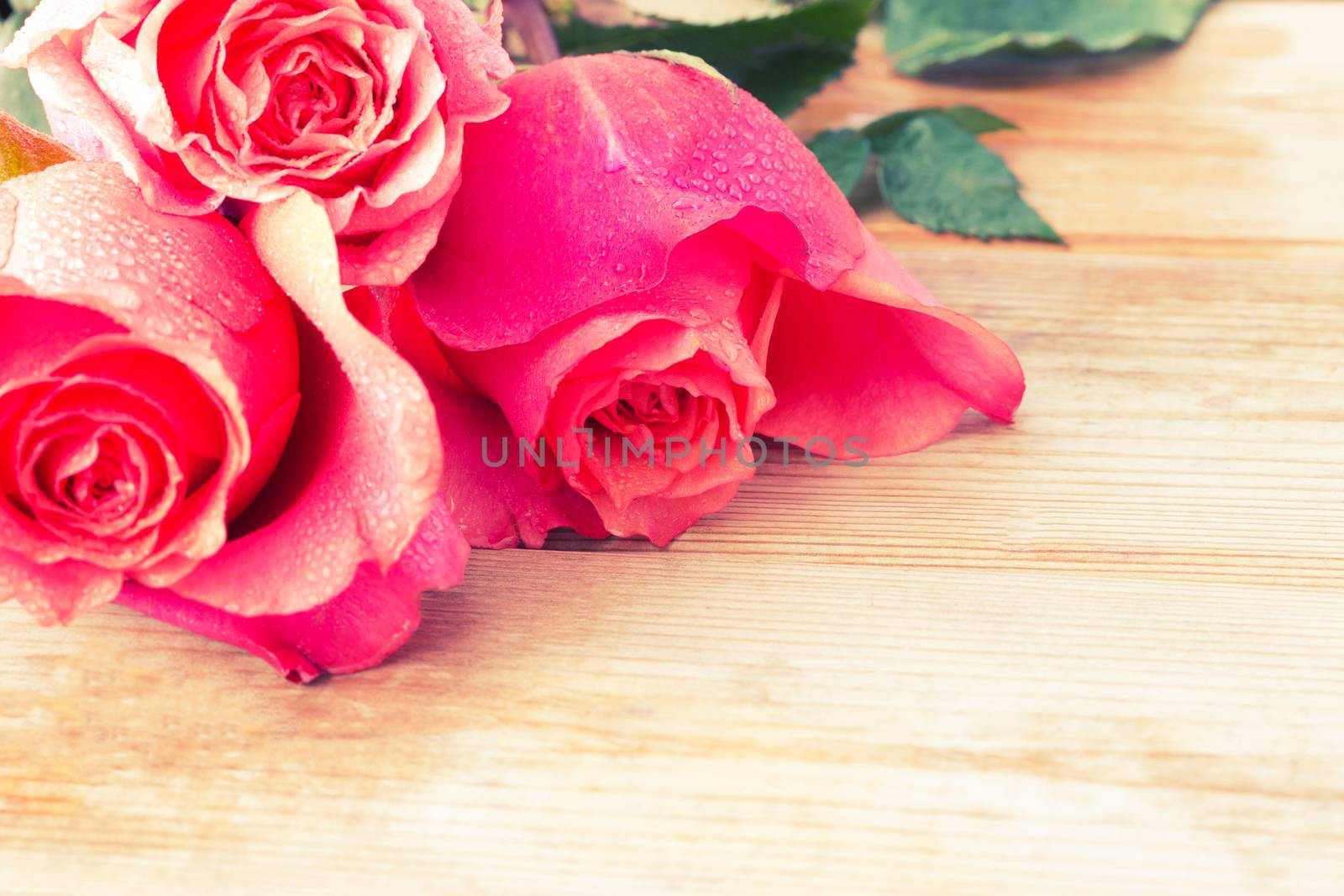 beautiful pink roses on table by liwei12