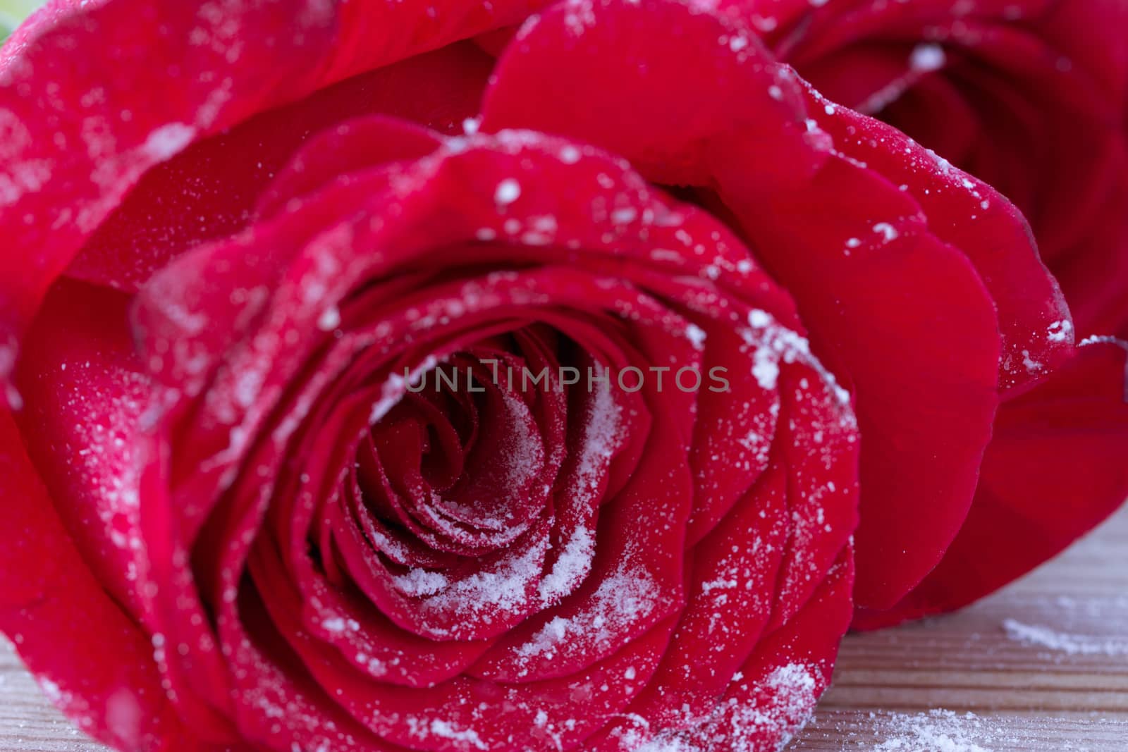 Red rose over snow by liwei12