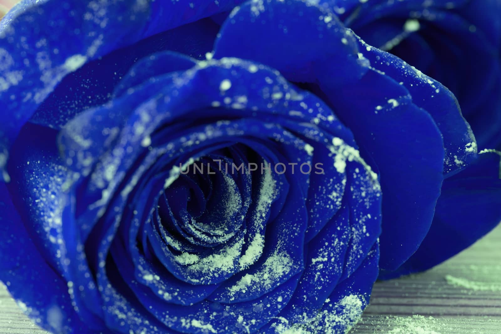 Beautiful blue roses. birthday or valentine day present