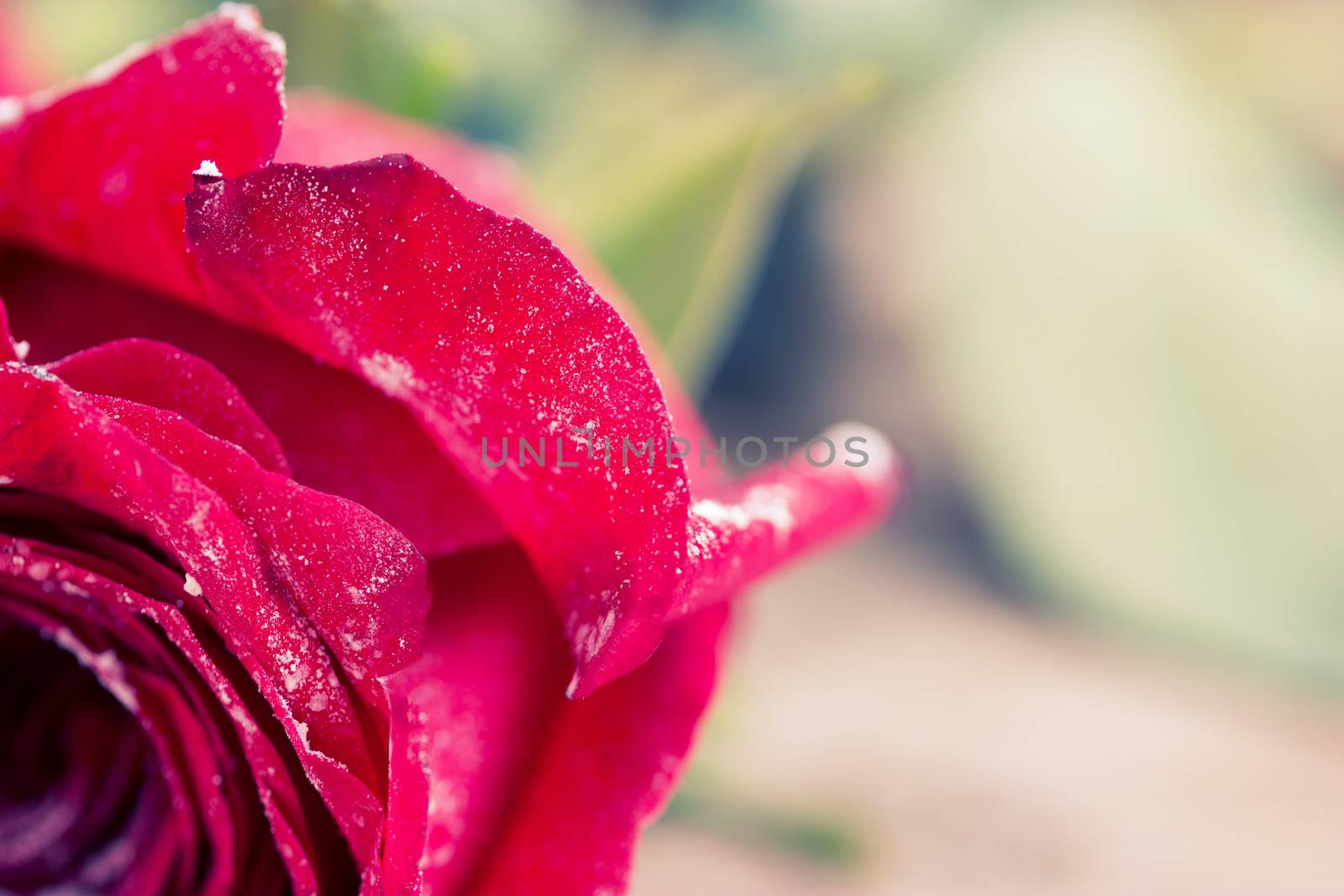 beautiful red color roses on wooden table