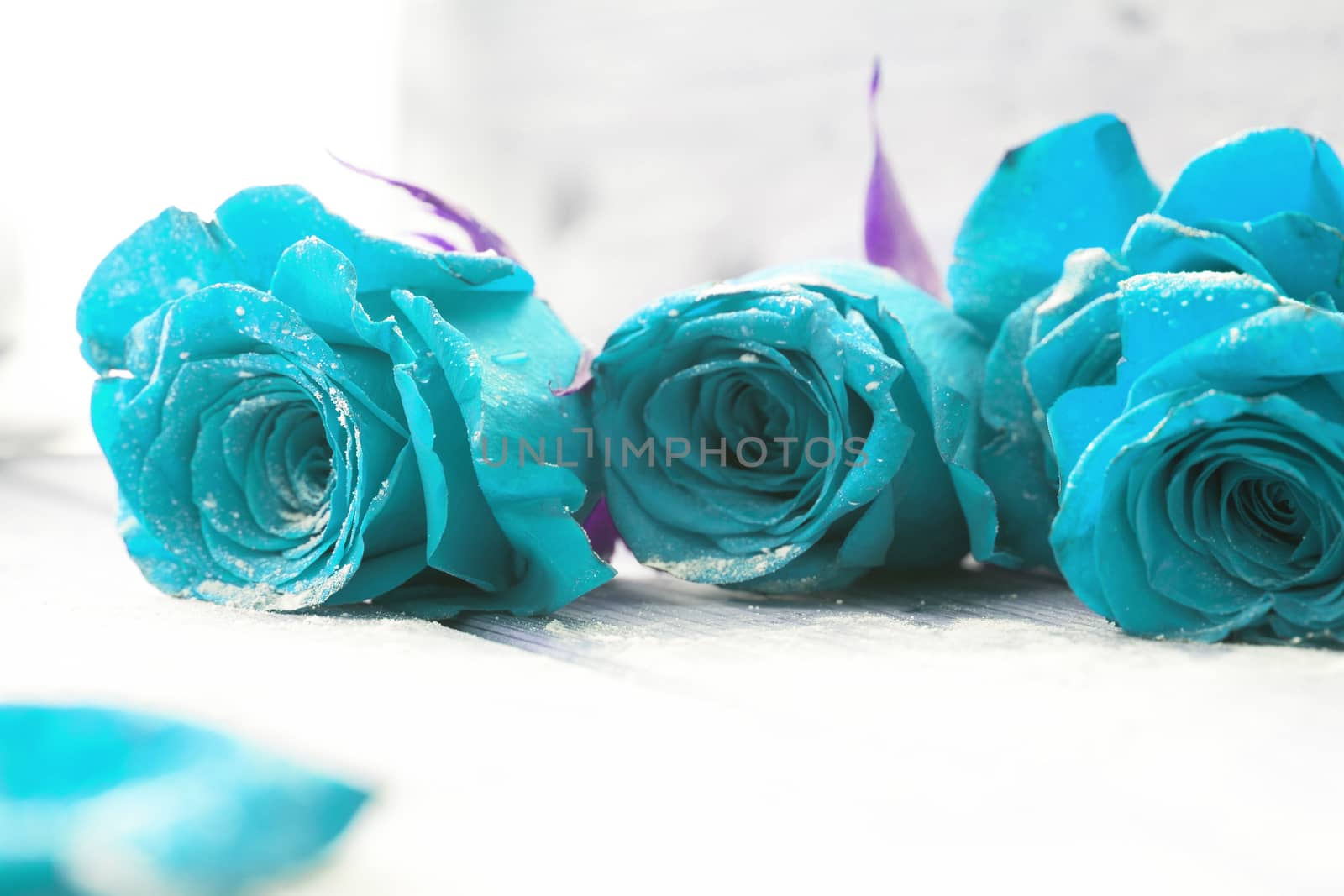 Beautiful blue roses. birthday or valentine day present