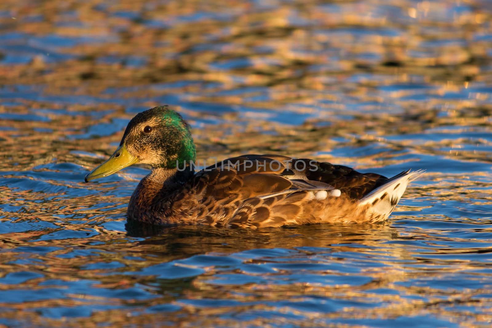 Ducks swimming in swamp in summer, Kazan, Russia