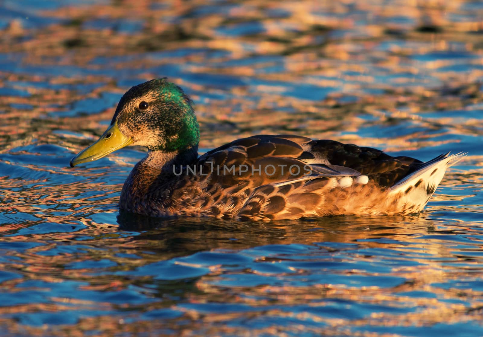 Ducks swimming in swamp in summer by liwei12