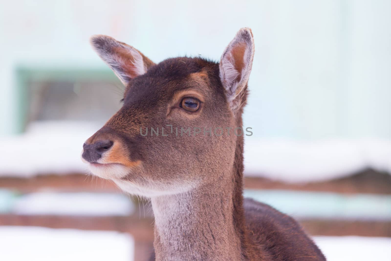 young deer without horns in winter in a zoo