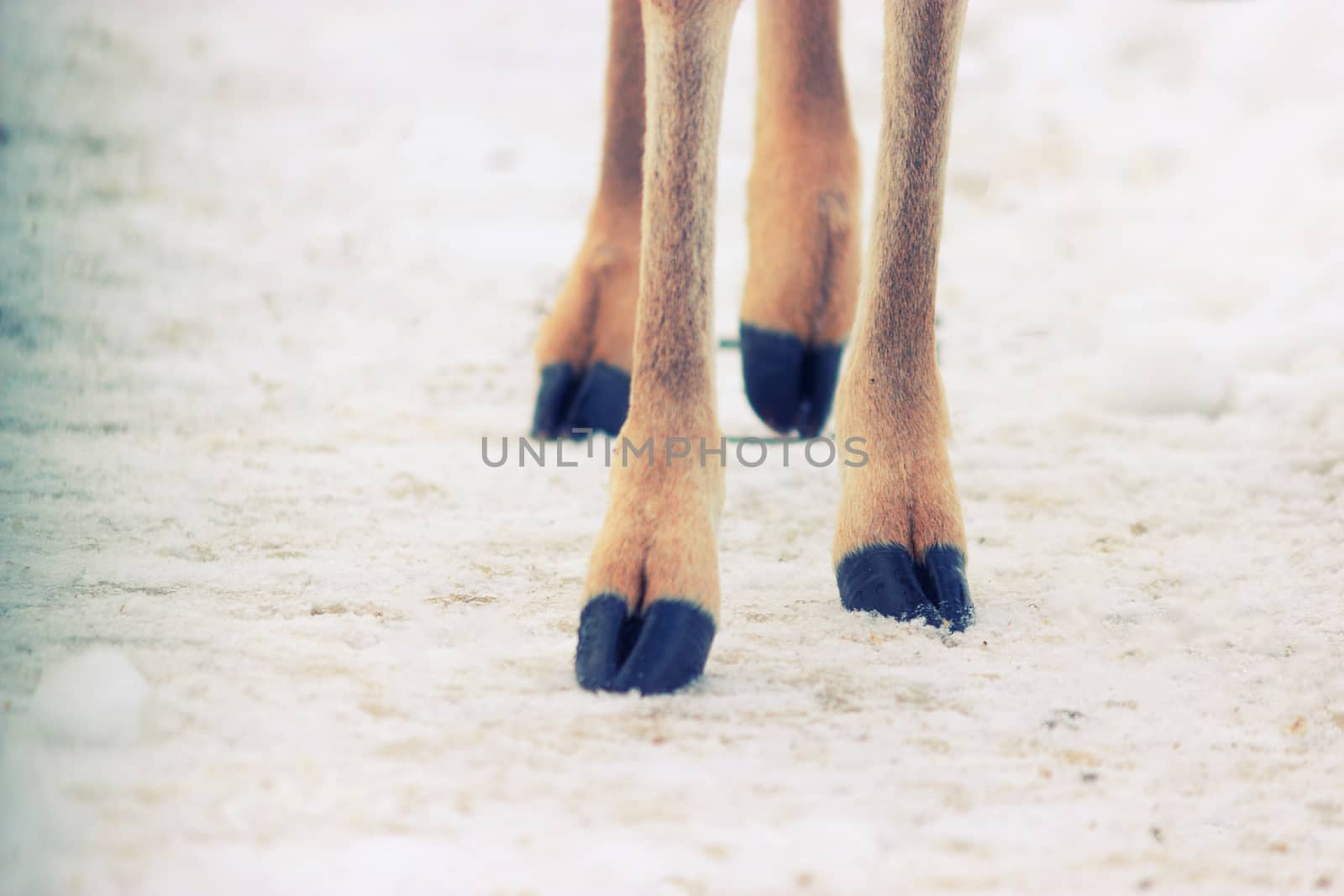 four hooves of aninal with hooves on a snow.