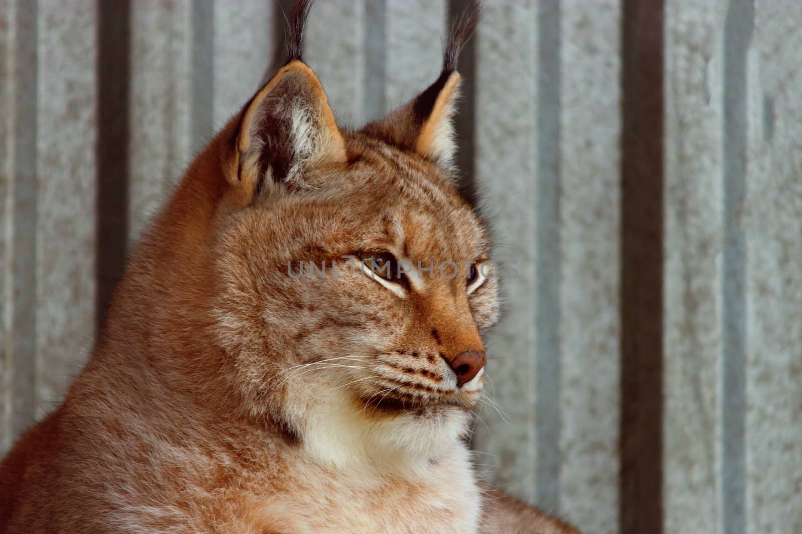 lynx in winter close up. in the zoo