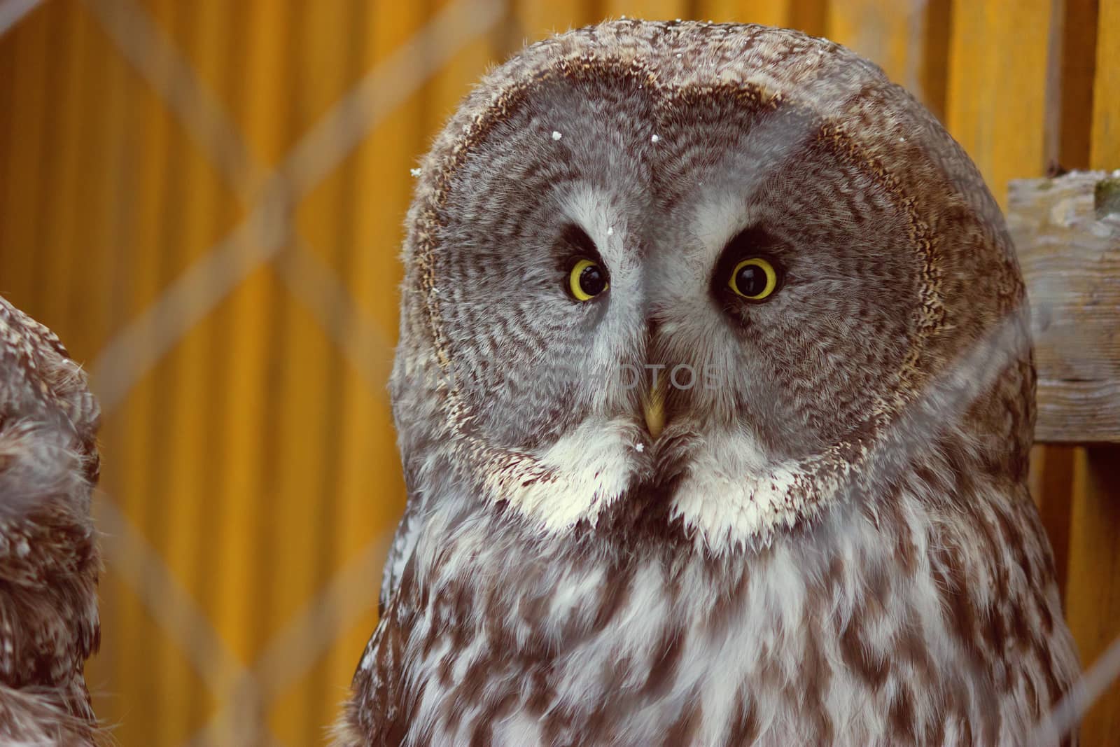 Great Grey Owl with yellow eyes in the zoo