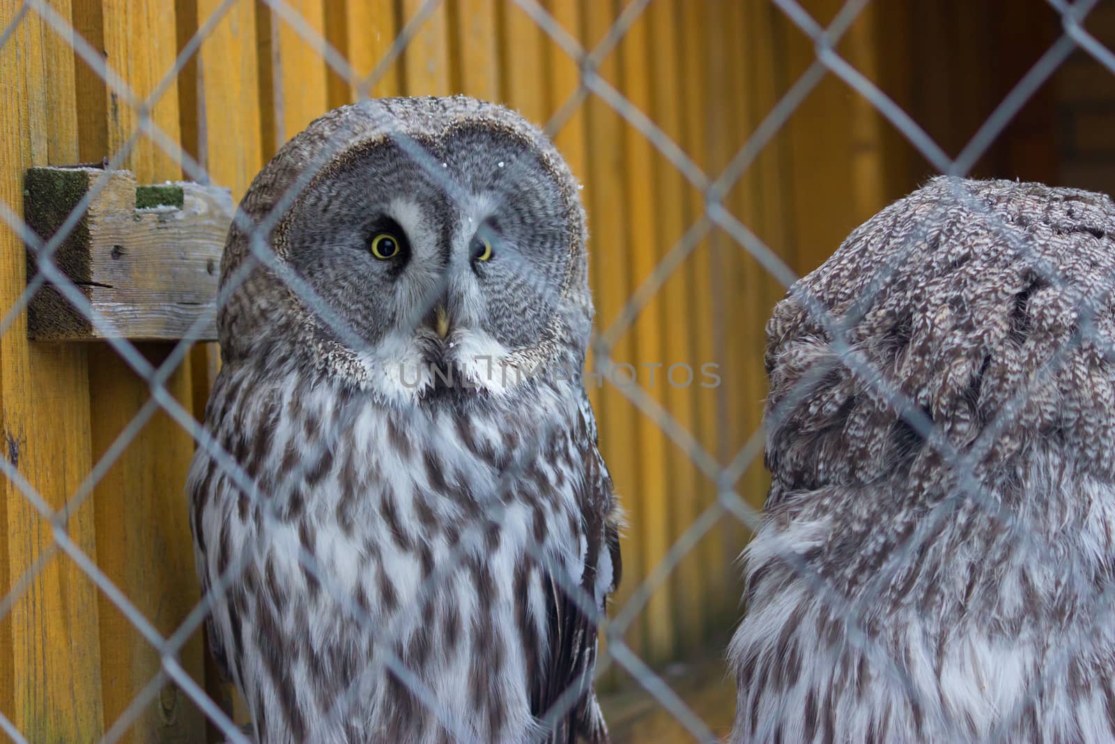 Great Grey Owl with yellow eyes in the zoo