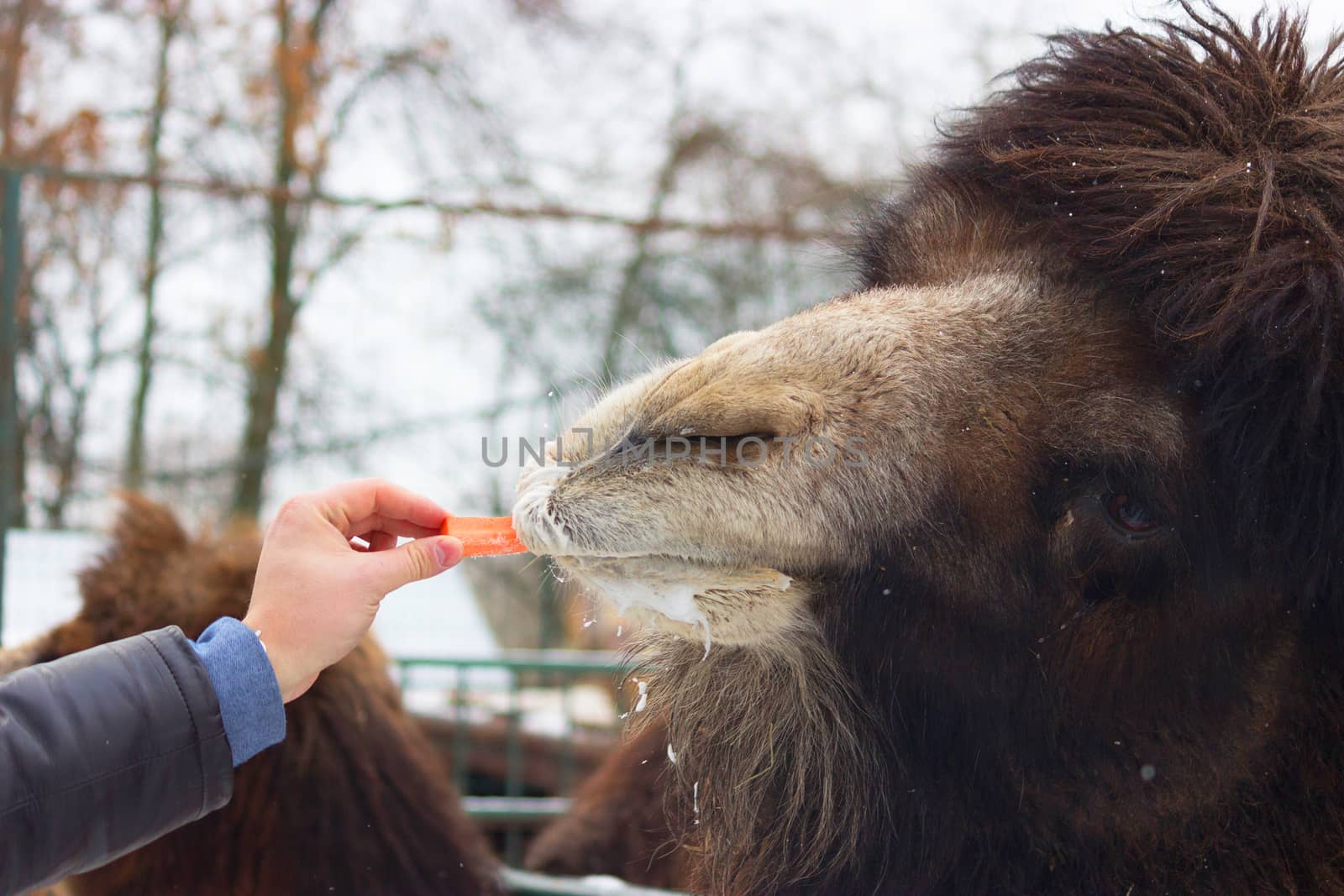 man give carrot to big brown camel by liwei12