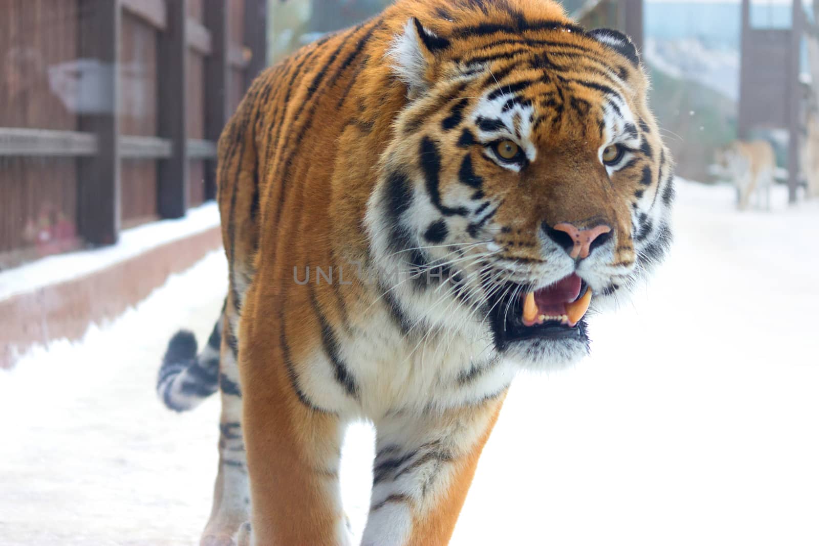 big siberian tiger in the zoo. winter time