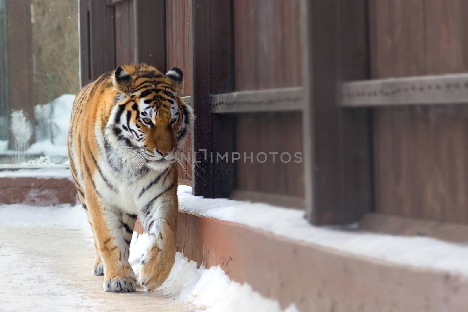big siberian tiger in the zoo. winter time