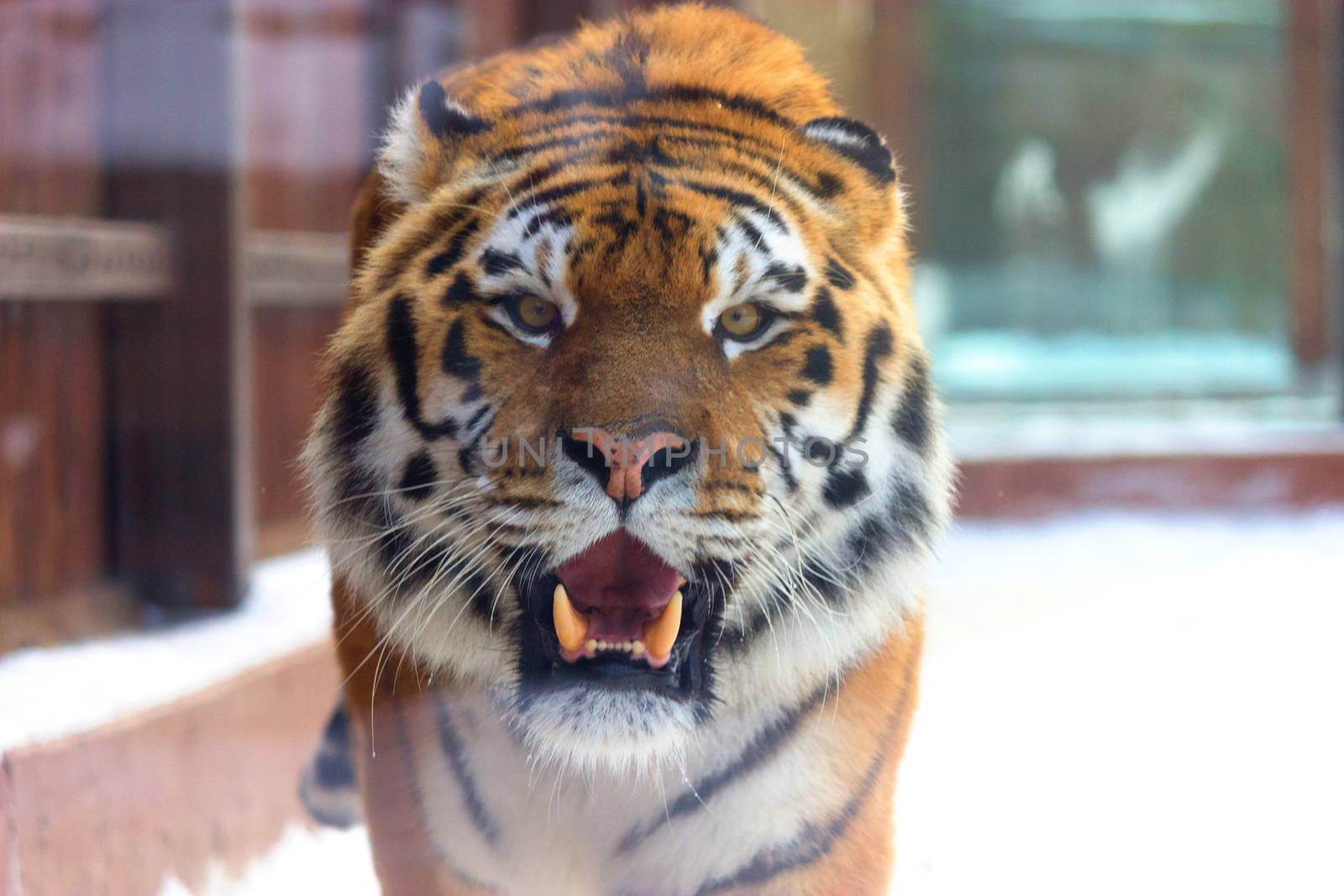 big siberian tiger in the zoo. winter time
