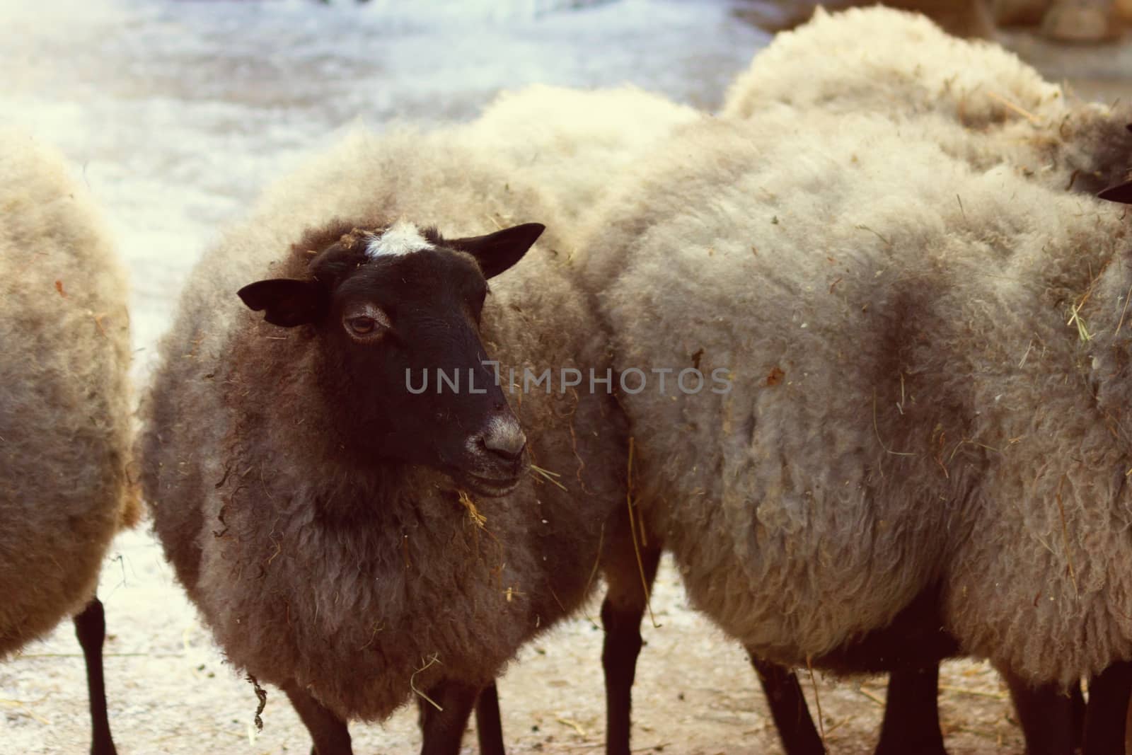 goats and sheeps in a farm. winter time