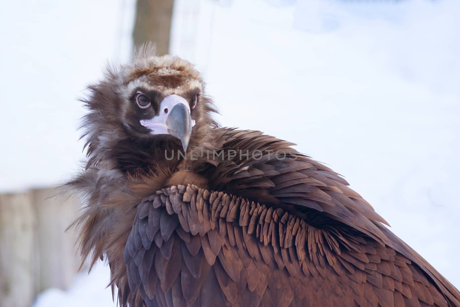 Bald eagle and snow in the zoo