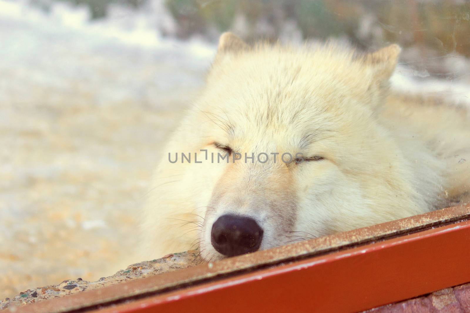 cute white wolf sleep in the zoo