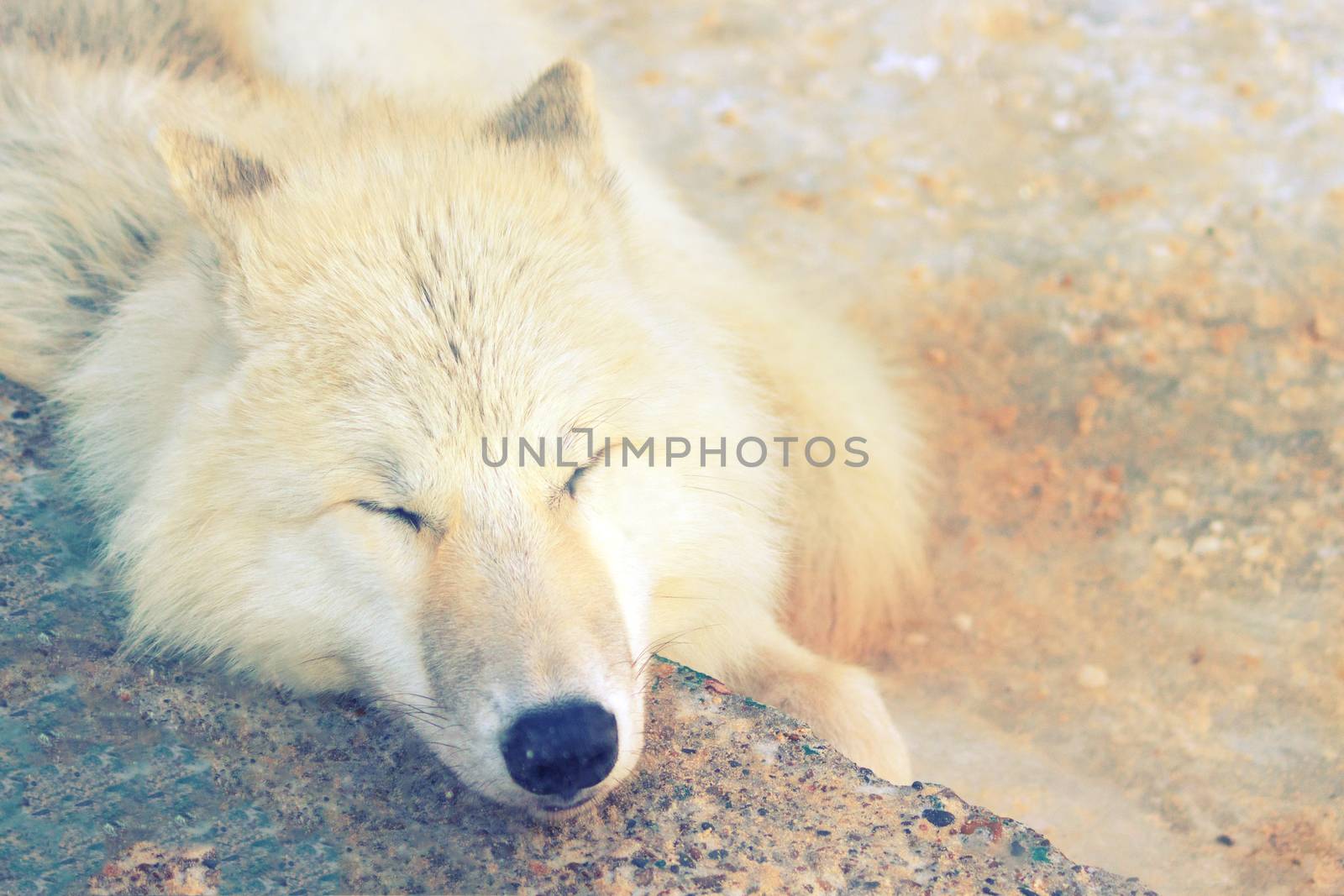 white wolf sleep by liwei12