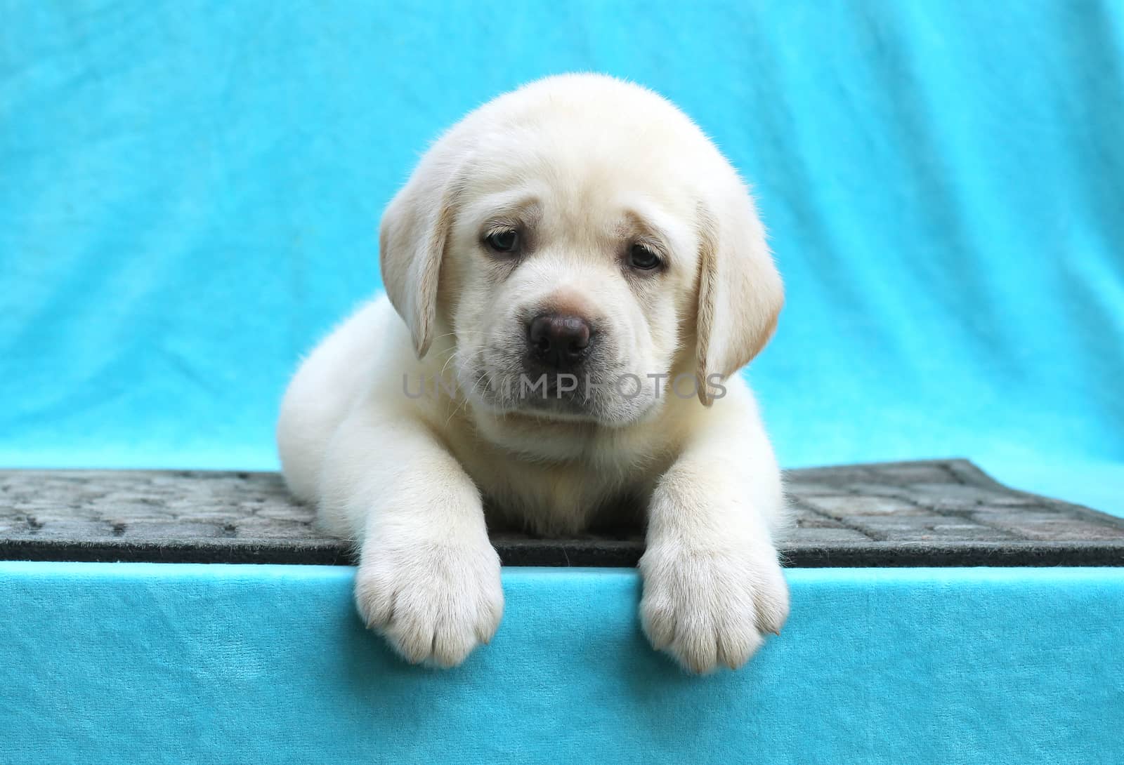 little yellow labrador puppy sitting on blue background