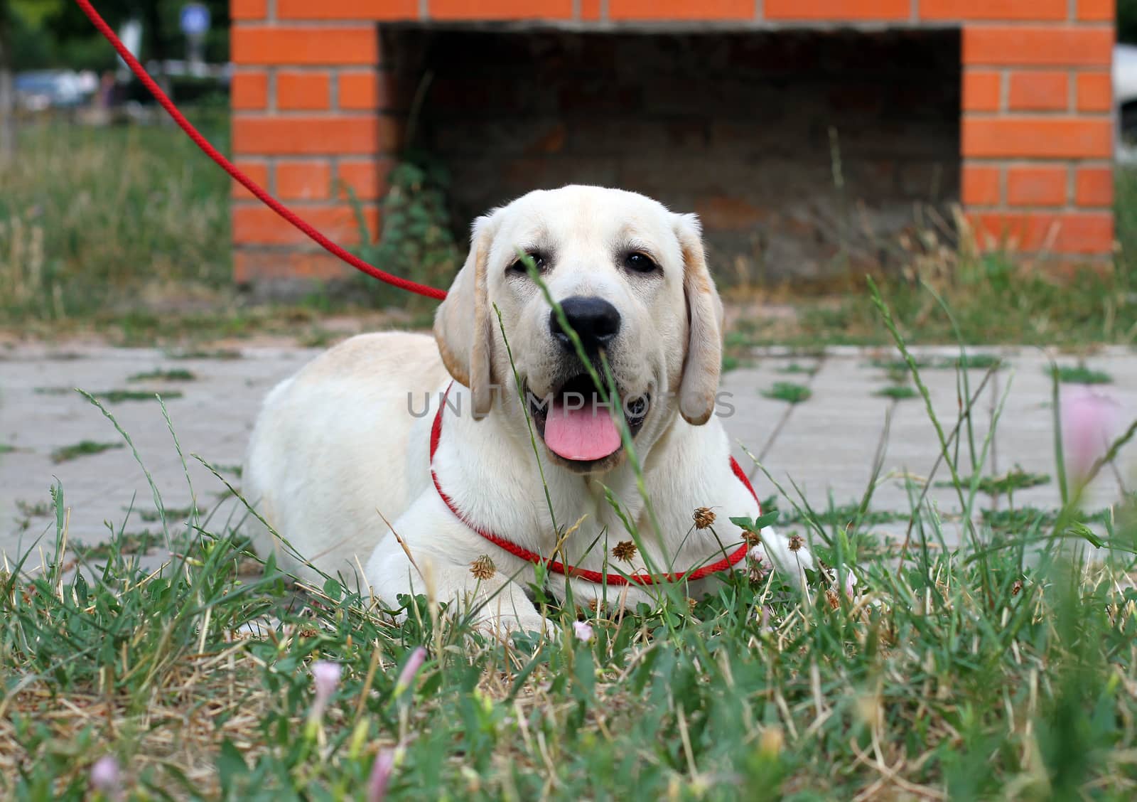 a little yellow labrador puppy sitting in the park