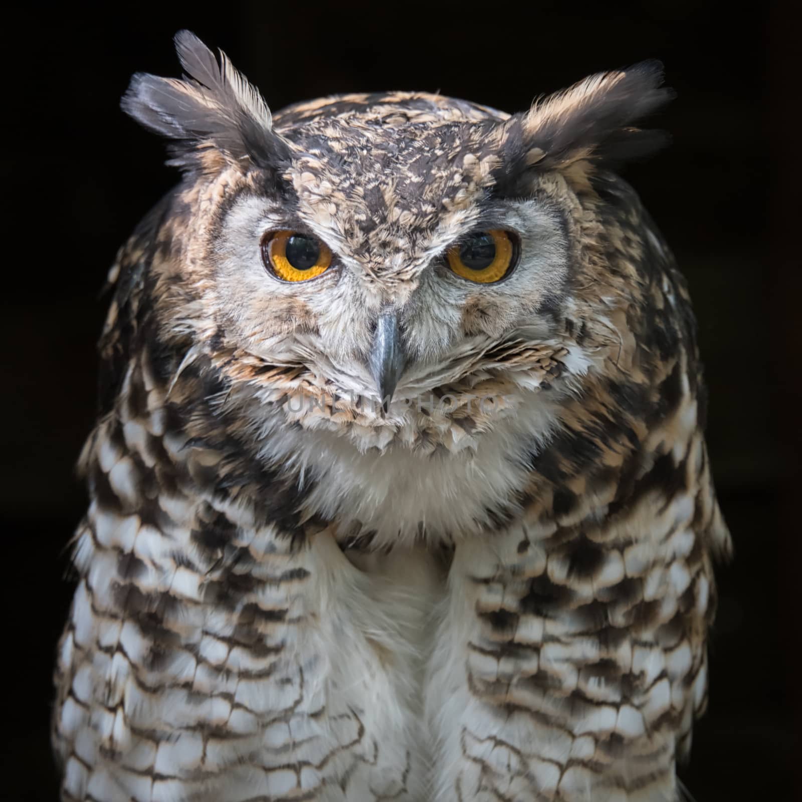 Mackinders eagle owl by alan_tunnicliffe