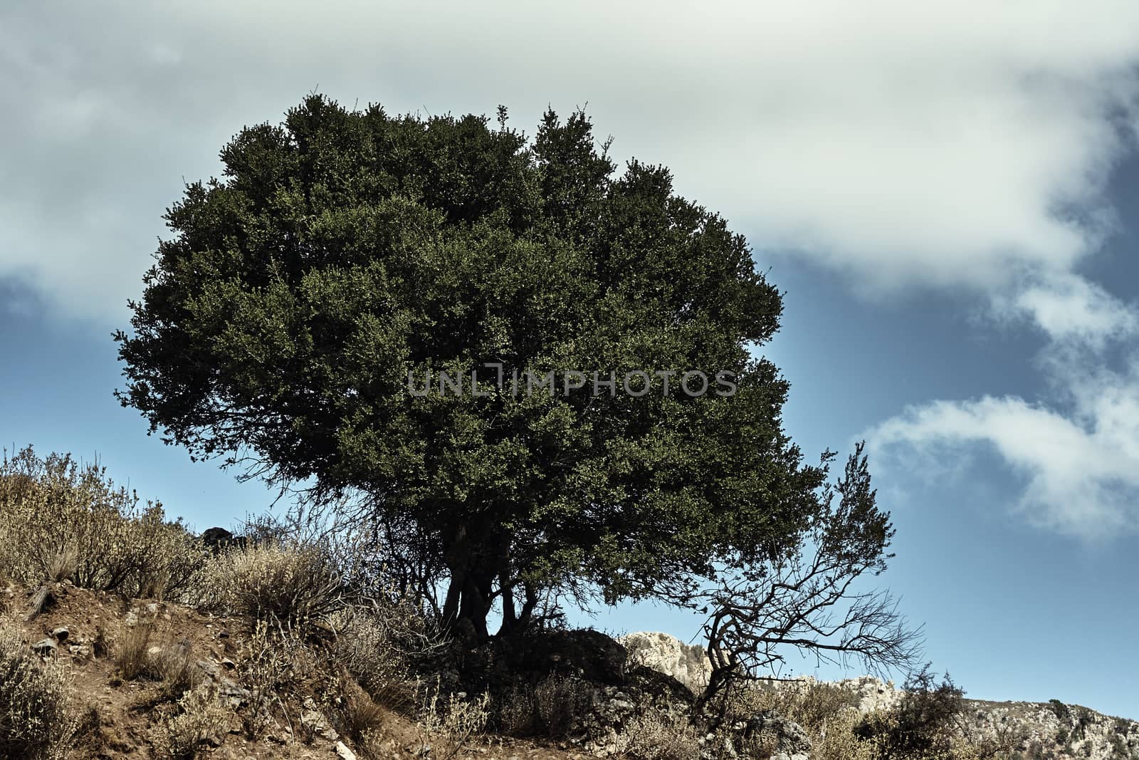 A tree growing on a rocky slope on the island of Crete, Greece