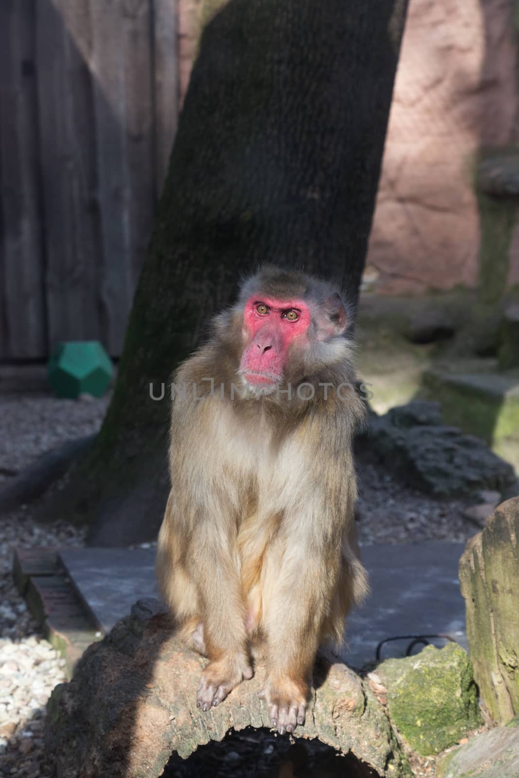 monkey zoo Africa mammal animal