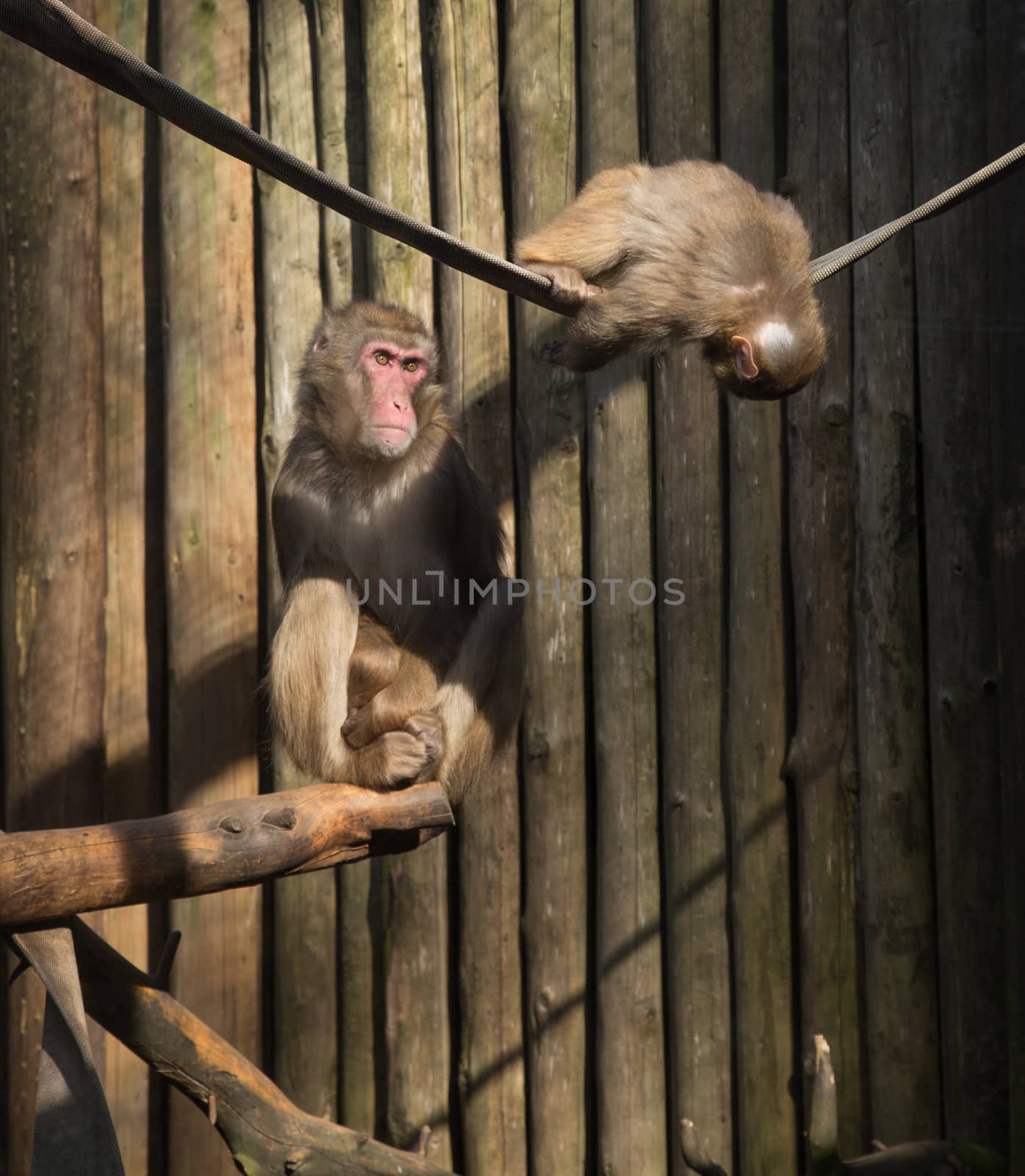 monkey zoo Africa mammal animal