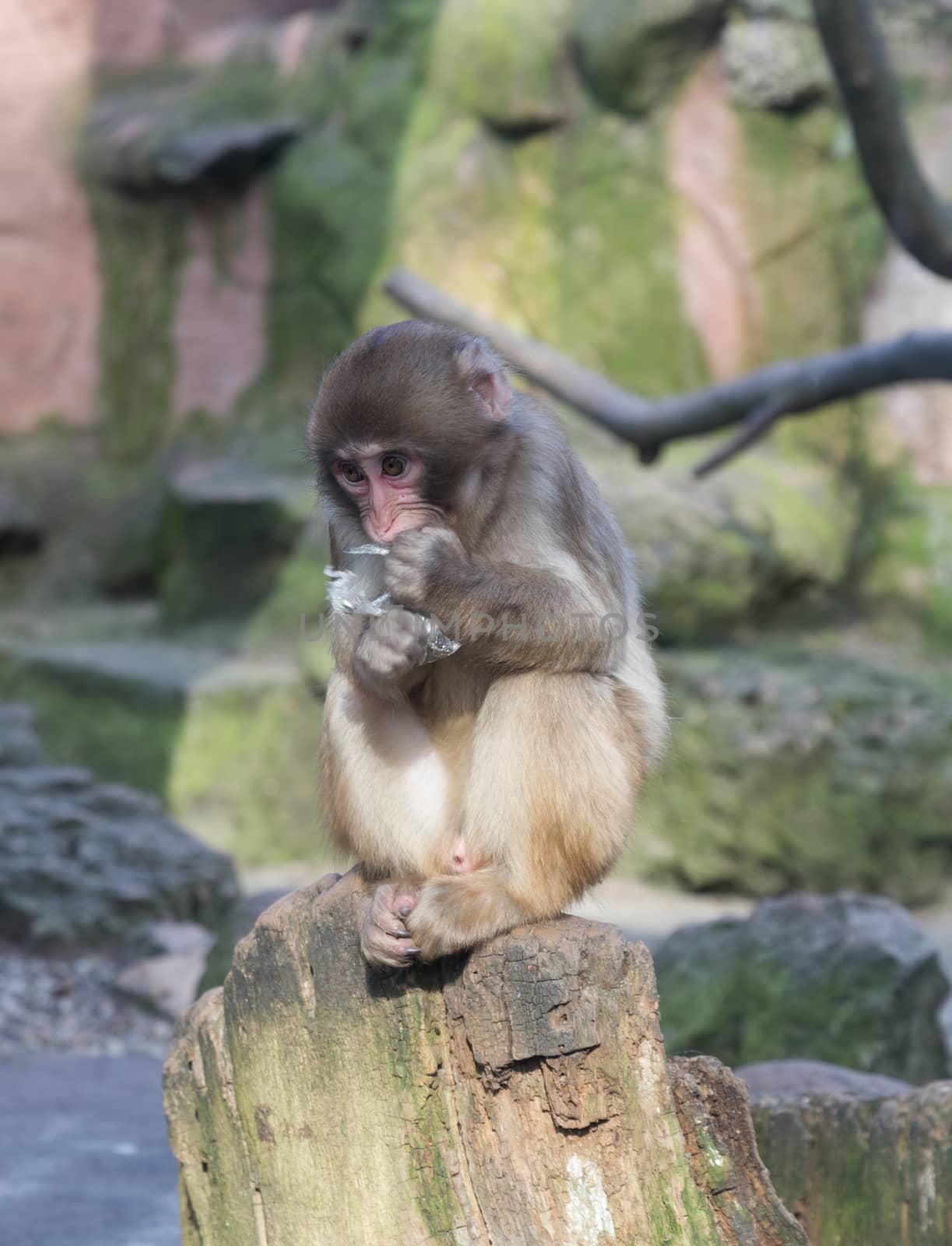 monkey zoo Africa mammal animal