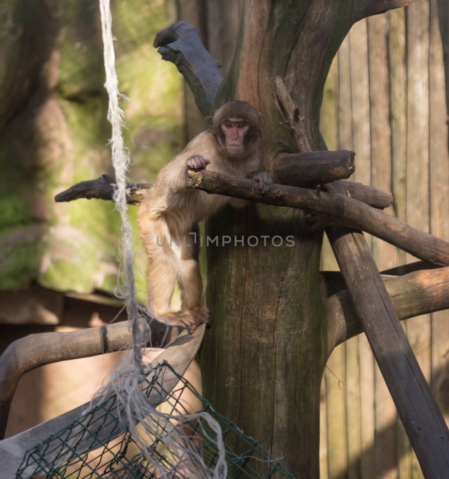 monkey zoo Africa mammal animal