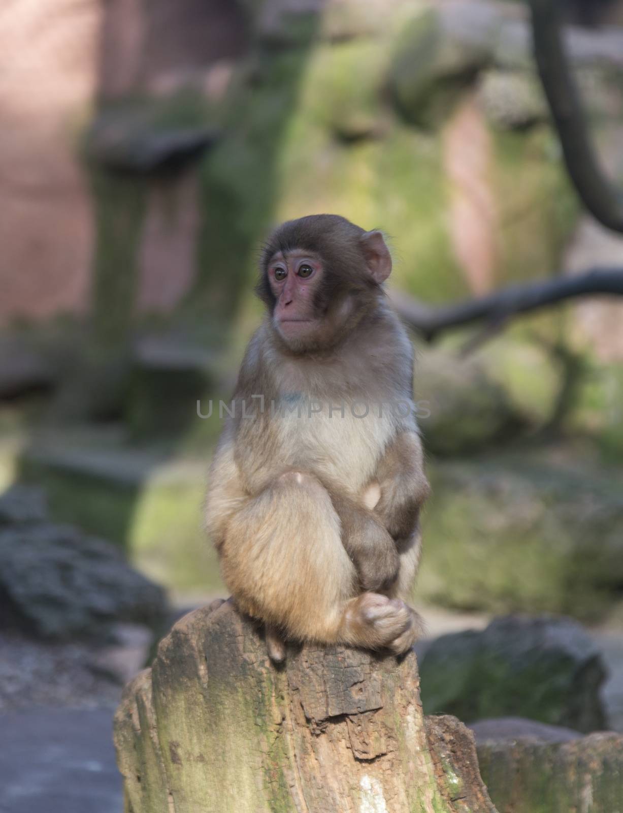 monkey zoo Africa mammal animal