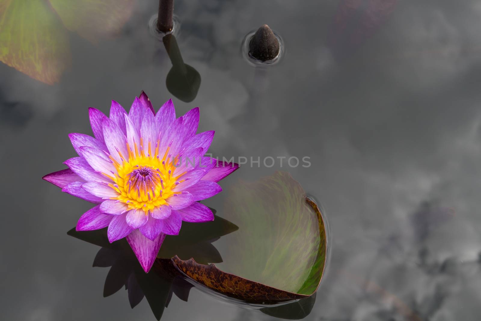 Pink lotus flower on the pond by pt.pongsak@gmail.com