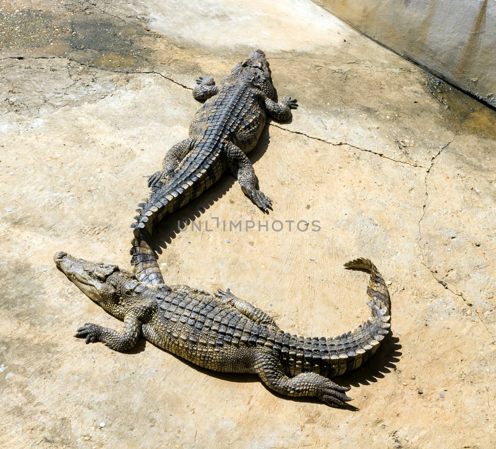 Closeup of crocodile with sun light by pt.pongsak@gmail.com