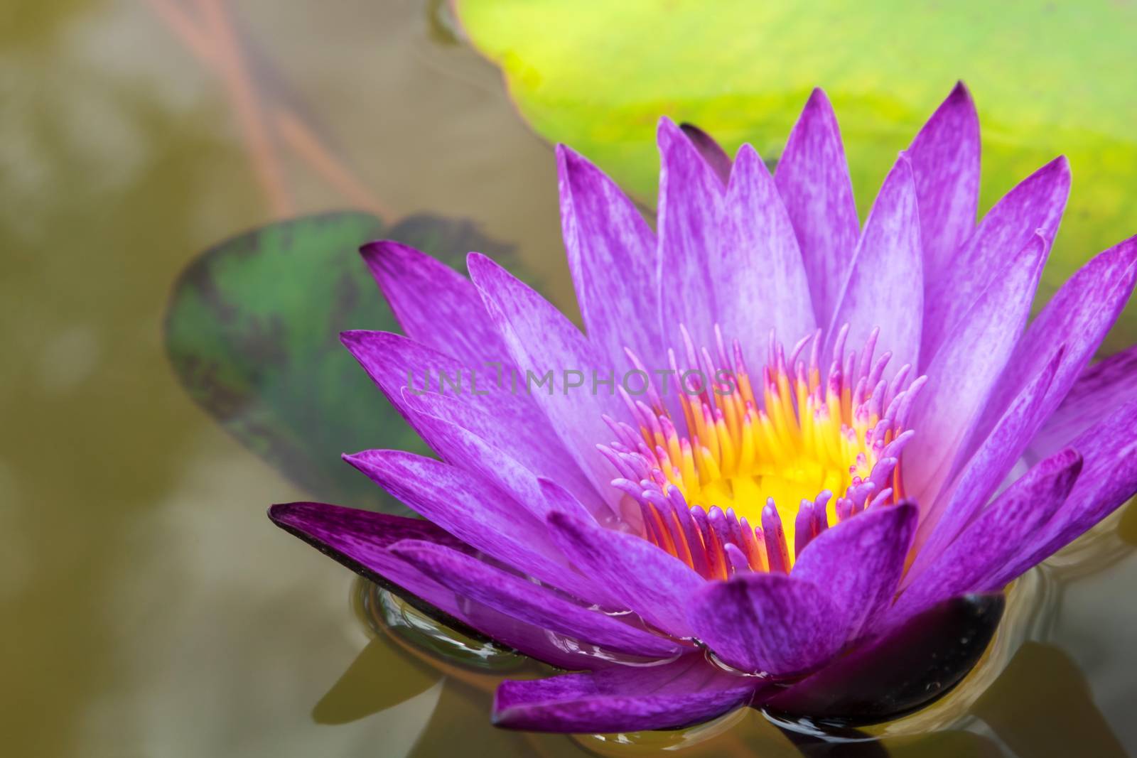 Pink lotus flower on the pond