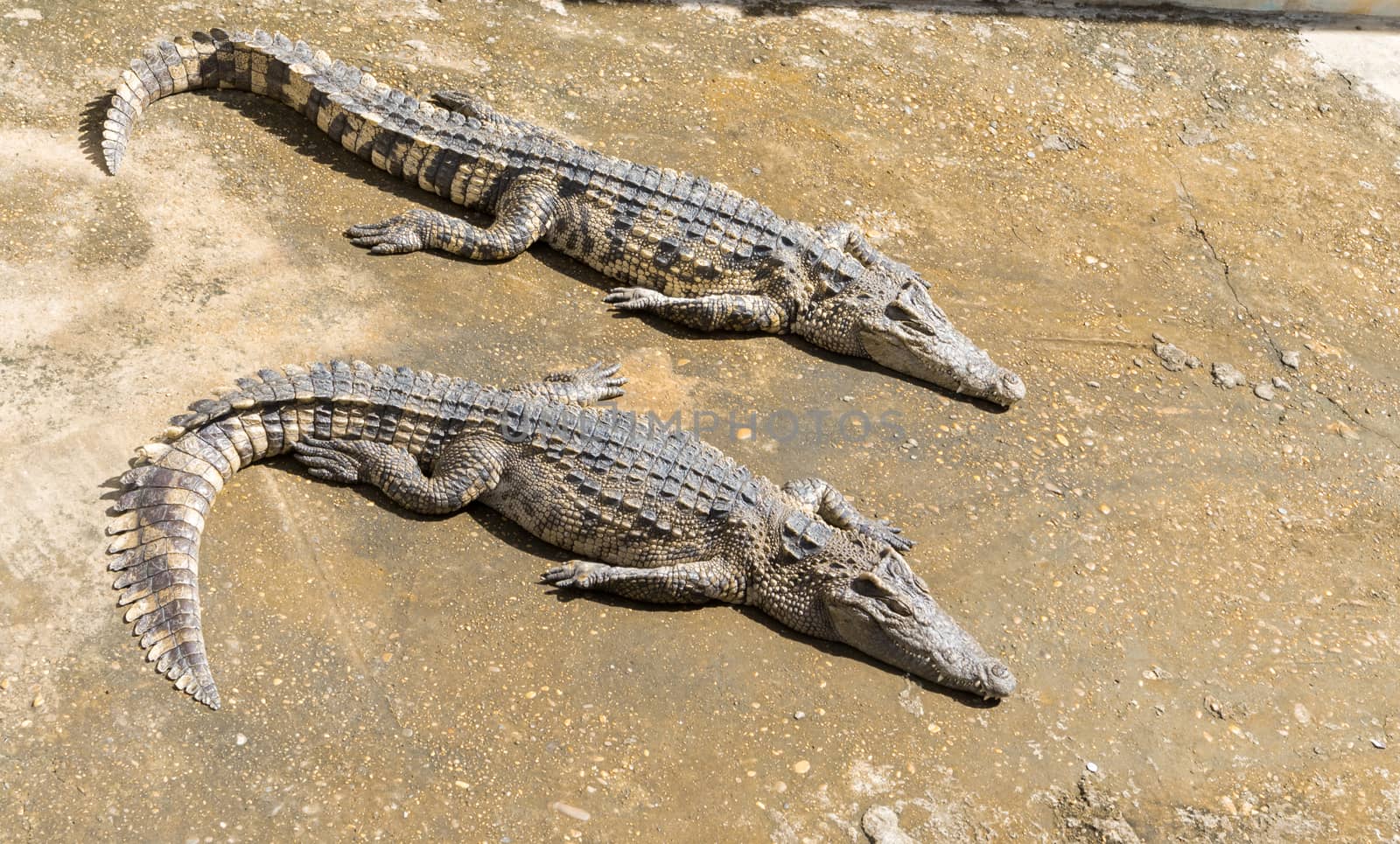 Closeup of crocodile with sun light