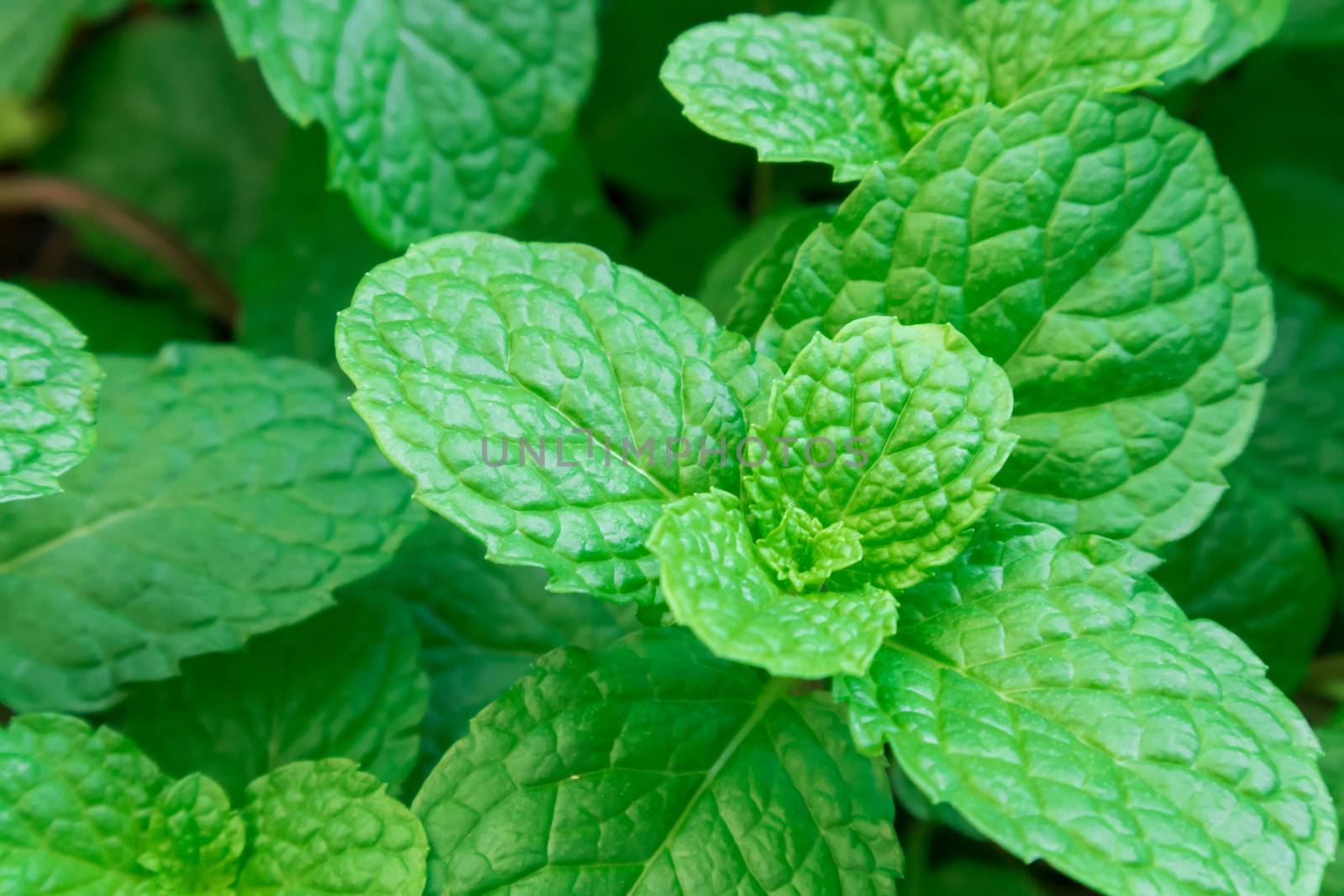 Closeup fresh pepper mint plant at the nature