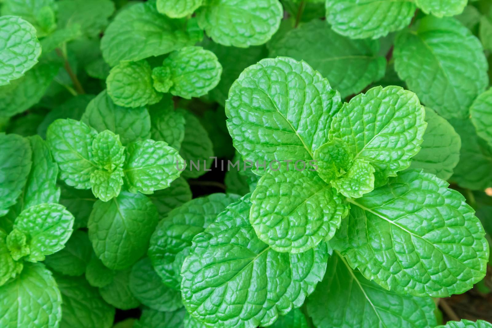 Closeup fresh pepper mint plant at the nature