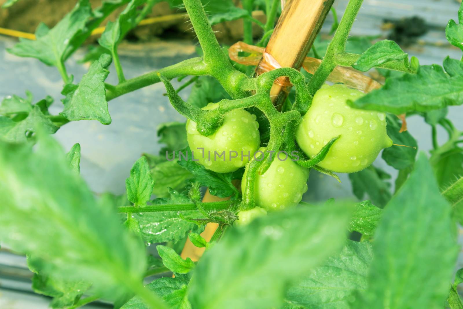 Closeup young tomatoes in the farm selective focus by pt.pongsak@gmail.com