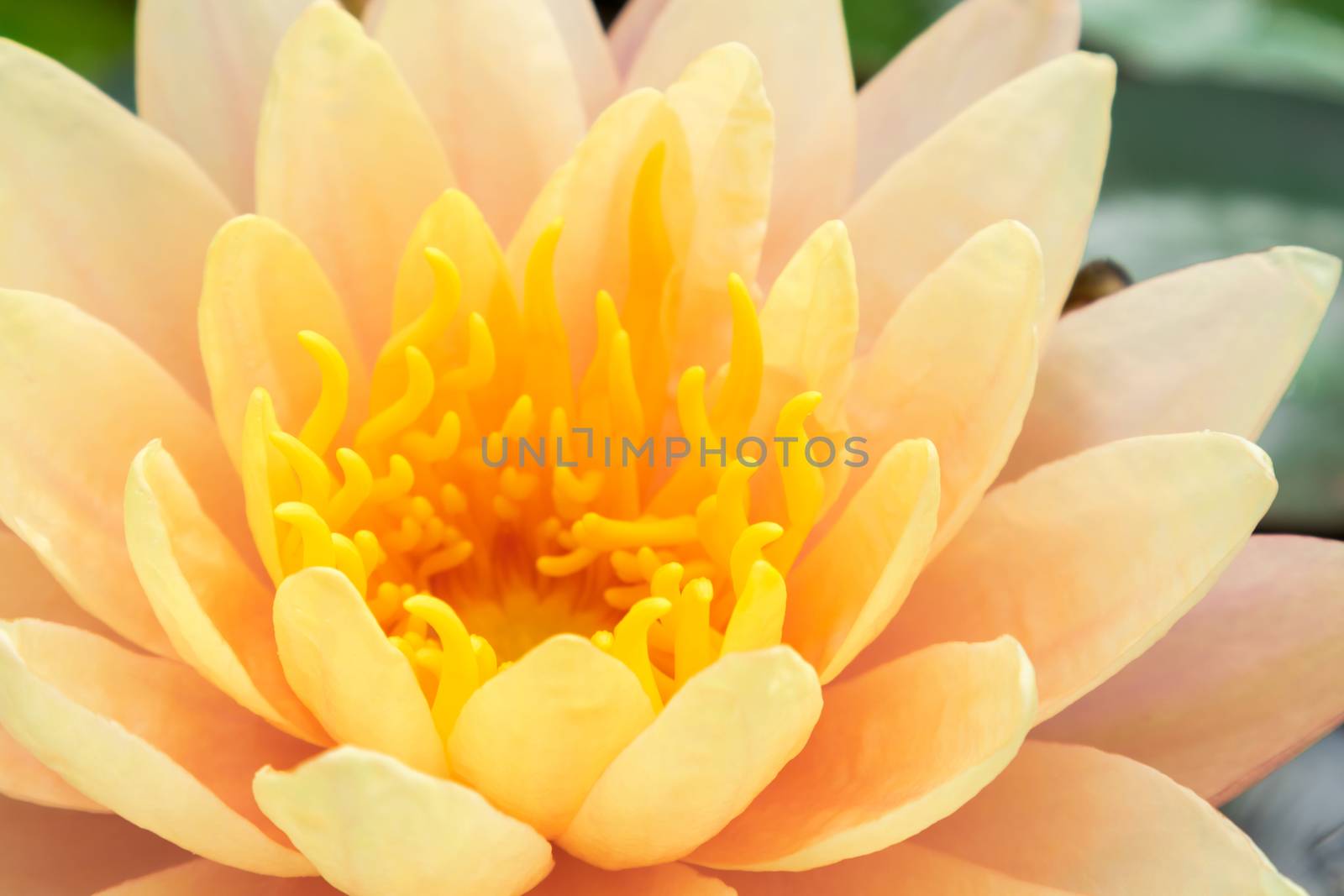 Closeup of beautyful old rose lotus flower